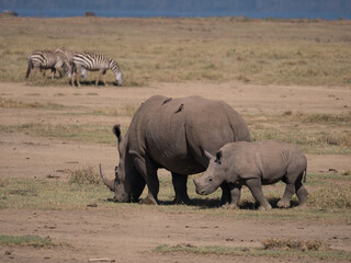 white rhino and calf