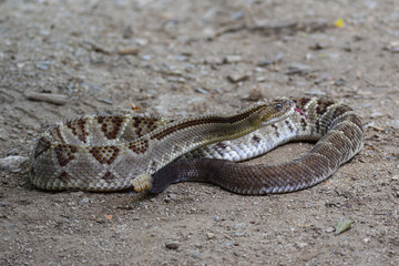 Central American rattlesnake (Crotalus simus) in Heloderma national reserve. The snake was found in the wild and was not handled. 