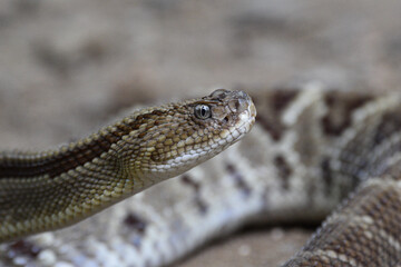 Central American rattlesnake (Crotalus simus) in Heloderma national reserve. The snake was found in the wild and was not handled. 