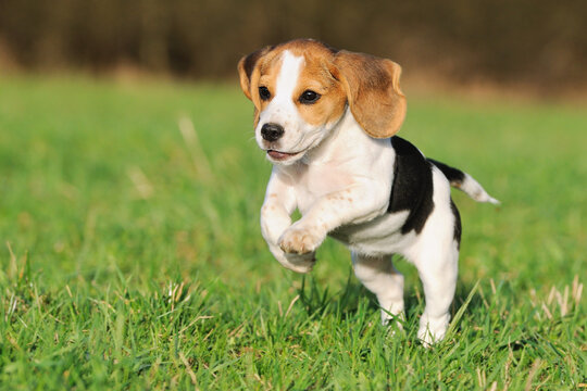 Beagle puppy dog runs with ball of the meadow
