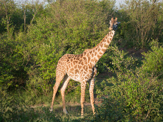 giraffe in the savannah