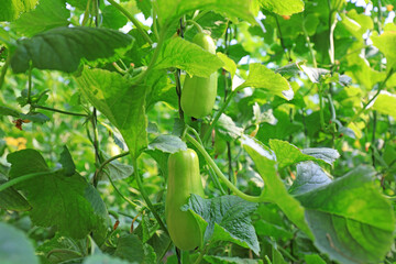 Melon seedlings in a greenhouse on a farm