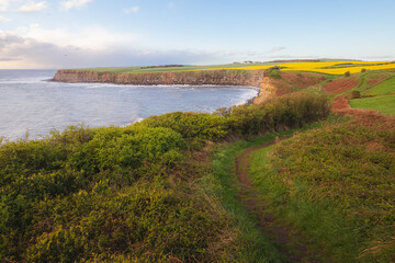 North Yorkshire coastline landscape and seascape with dramatic cliffs and fields of yellow rapeseed along Cleveland Way from Burniston to Hayburn Wyke in North York Moors National Park, England.