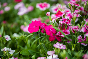 カーネーション