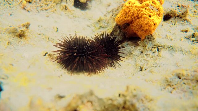 Sea Urchin Underwater On Indian Ocean.Long Spines Sea Urchin. Underwater Fauna On Zanzibar Tanzania Beach.Echinothrix Diadema In Water. Dangerous Creature On Holiday Vacation Coral Reef.Ocean Life.