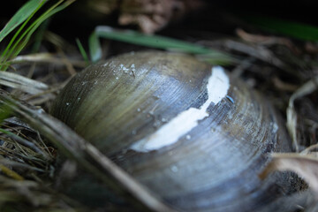 clam in the leafs macro