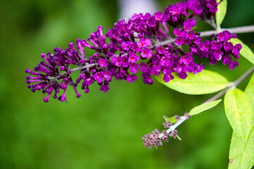 Fototapeta na wymiar Purple Butterfly Bush Blooming