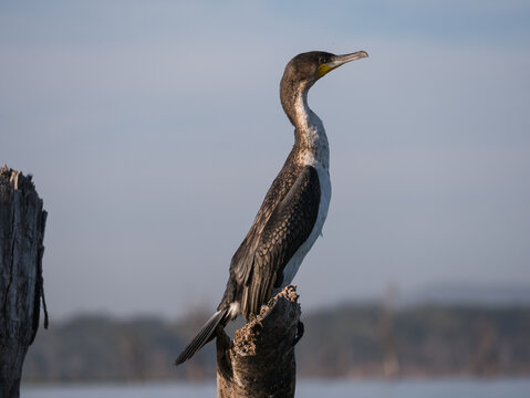 cormoran