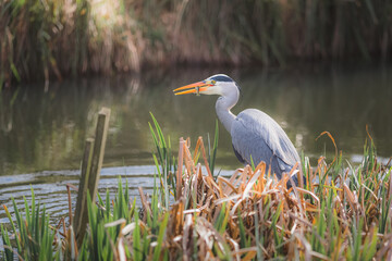 Portrait of a Grey Heron (Ardea cinerea) in its natural habitat at Inverleith Park in Edinburgh, Scotland feeds on a small fish at the pond.