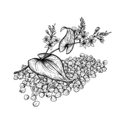 Buckwheat plant and seeds. Hand drawn vector illustration of buckwheat plant with flowers on white background.