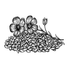 Hand drawn flax flowers and seeds. Hand drawn sketches vector illustration on white background in vintage style.