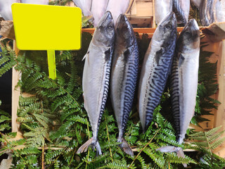 Fresh mackerel fish at the market