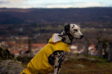Perdita chubasquero 2