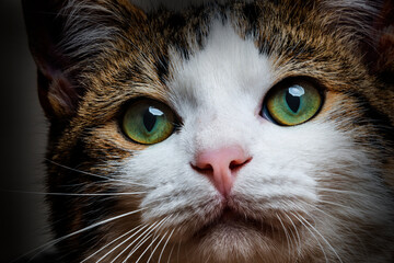 a green cat eyes close up