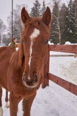 Portrait of a brown colt with a white stripe on the muzzle.