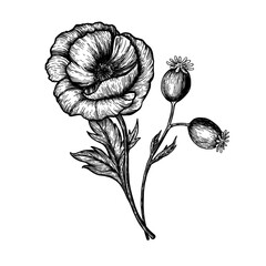 Poppy flowers. Hand drawn sketches vector illustration on white background in vintage style.