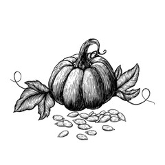 Pumpkin with leaves and seeds. Hand drawn sketches vector illustration on white background in vintage style.