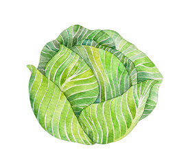 Watercolor cabbage isolated on white background. Handpainted illustration.