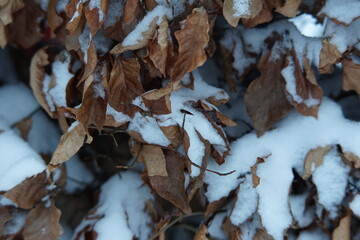 Pflanzen mit Schnee bedeckt