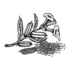 Sesame seed, fruit, flower. Hand drawn sketches vector illustration on white background in vintage style.
