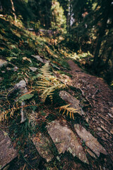A close up of a rock next to a tree