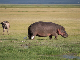 hippopotamus in the savannah
