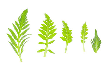 Carved green leaves of garden poppy on white background