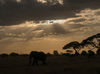 Fototapeta na wymiar Sunset in Africa Kenya