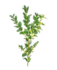 Naklejka premium Boxwood branch with green leaves and small flowers