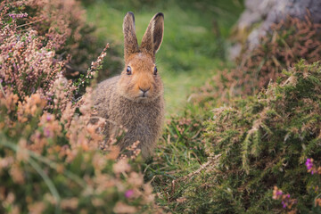 A cute startled European Rabbit (Oryctolagus cuniculus) on high alert on the Dingle Peninsula in Ireland.