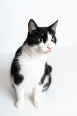 Fototapeta premium Kater