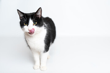 Kater