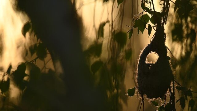 Beutelmeise beim Nestbau