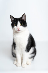 Kater