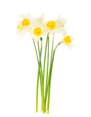 Tender spring garden daffodils on white background.