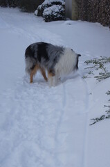 hunde im Schnee, Collie im Schnee
