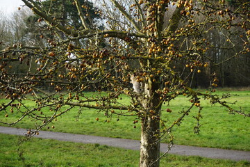 Grey, gray squirrel found in the Suffolk park, winter 2021 Haverhill, UK