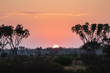 Naklejka na ściany i meble Sunrise in Samburu National Reserve, North Kenya