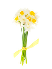 Tender spring garden daffodils on white background.