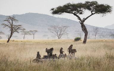 Animals in the wild - Group of baboons in the Serengeti plains, Tanzania