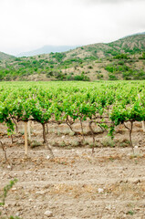 Fototapeta na wymiar Beautiful view of the vineyard, mountains, forest and sky. Winemaking, agriculture