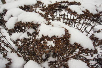 Achillea millefolium under snow, winter 2021, Suffolk, UK © Paulina