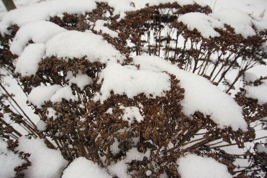 Achillea Millefolium Under Snow, Winter 2021, Suffolk, UK