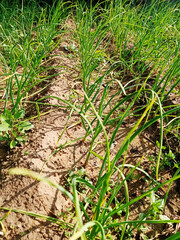 garlic plants in the field