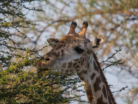 giraffe eating leaves