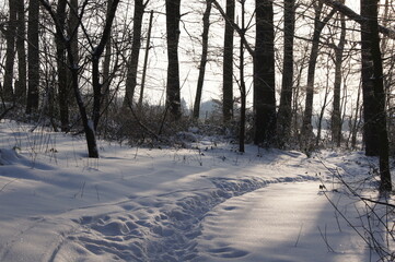 a winter landscape on a walk in the forest and hallway