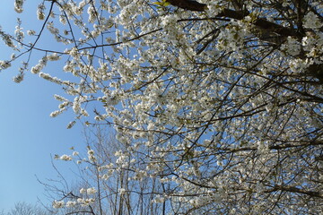 Blühender Apfelbaum