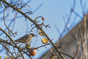 Beautiful bird on the tree