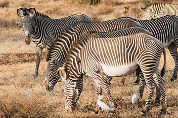 Fototapeta na wymiar Group of Grevy's zebras in Samburu national reserve, North Kenya
