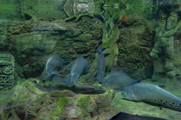 Sea inhabitants in the aquarium, view through the glass. Underwater world in miniature